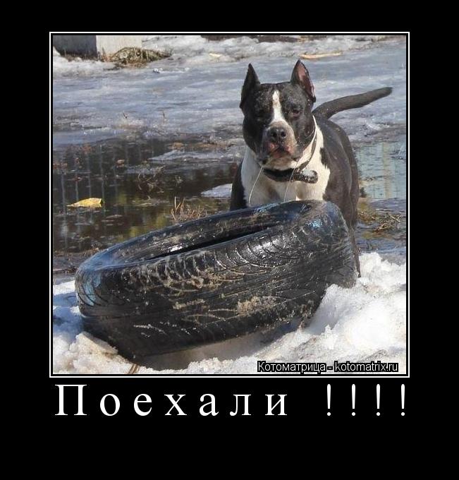 Поехали !!!! ... Котоматрица: Поехали !!!!