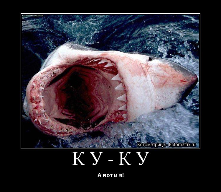 КУ-КУ А вот и я!... Котоматрица: КУ-КУ А вот и я!