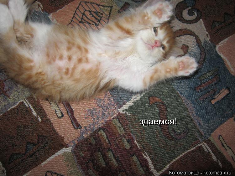 здаемся!... Котоматрица: здаемся!