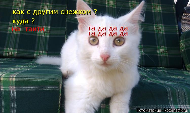 как с другим снежком ? куда ? на таити та да да да та да да да... Котоматрица: как с другим снежком ? куда ? на таити та да да да та да да да