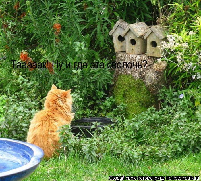 Тааааак! Ну и где эта сволочь?... Котоматрица: Тааааак! Ну и где эта сволочь?