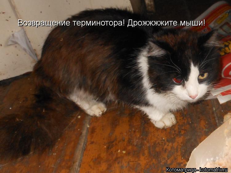 Возвращение терминотора! Дрожжжжите мыши!... Котоматрица: Возвращение терминотора! Дрожжжжите мыши!