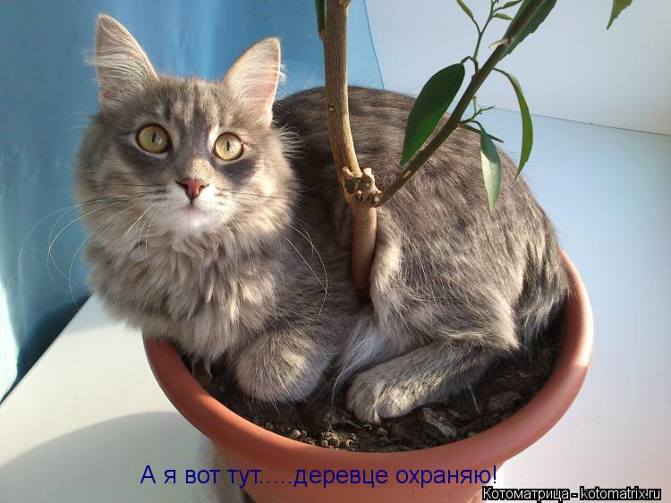 А я вот тут.....деревце охраняю!... Котоматрица: А я вот тут.....деревце охраняю!