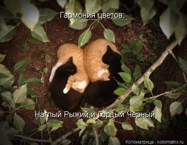 Гармония цветов: Наглый Рыжий и Гордый Чёрный... Котоматрица: Гармония цветов: Наглый Рыжий и Гордый Чёрный