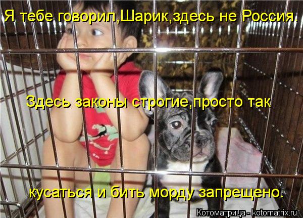 Я тебе говорил,Шарик,здесь не Россия. Здесь законы строгие,просто так кусаться и бить морду запрещено... Котоматрица: Я тебе говорил,Шарик,здесь не Россия. Здесь законы строгие,просто так кусаться и бить морду запрещено.