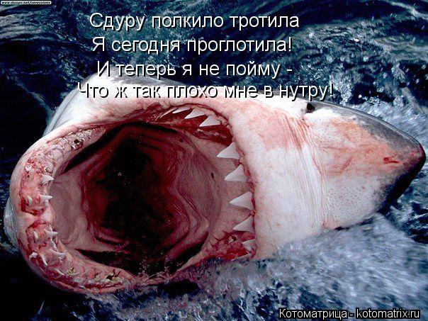 Сдуру полкило тротила Я сегодня проглотила! И теперь я не пойму - Что ж так плохо мне в нутру!... Котоматрица: Сдуру полкило тротила Я сегодня проглотила! И теперь я не пойму - Что ж так плохо мне в нутру!