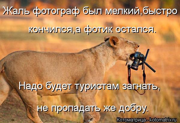 Жаль фотограф был мелкий,быстро кончился,а фотик остался. Надо будет туристам загнать, не пропадать ж... Котоматрица: Жаль фотограф был мелкий,быстро кончился,а фотик остался. Надо будет туристам загнать, не пропадать же добру.