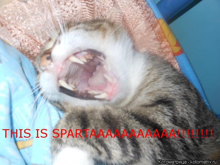 THIS IS SPARTAAAAAAAAAAA!!!!!!!!... Котоматрица: THIS IS SPARTAAAAAAAAAAA!!!!!!!!