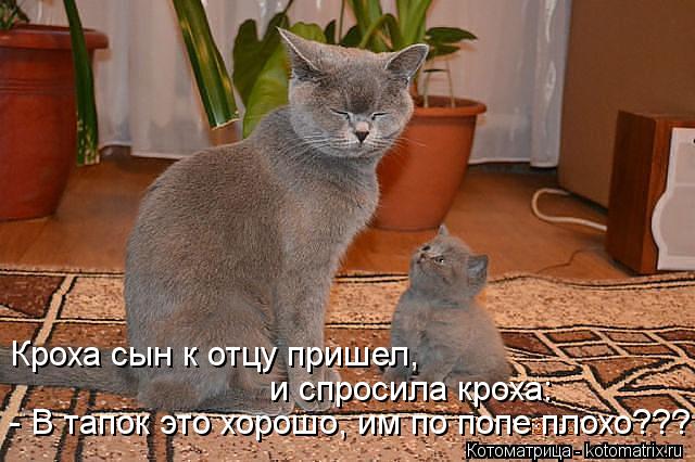 Кроха сын к отцу пришел, и спросила кроха: - В тапок это хорошо, им по попе плохо???... Котоматрица: Кроха сын к отцу пришел, и спросила кроха: - В тапок это хорошо, им по попе плохо???
