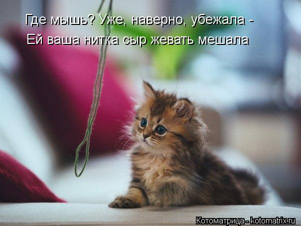 Где мышь? Уже, наверно, убежала - Ей ваша нитка сыр жевать мешала... Котоматрица: Где мышь? Уже, наверно, убежала - Ей ваша нитка сыр жевать мешала