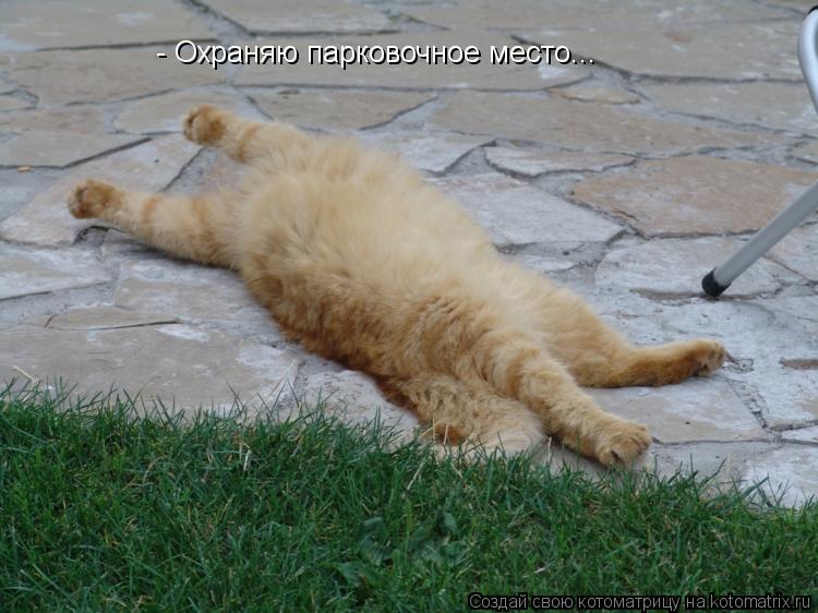 - Охраняю парковочное место...... Котоматрица: - Охраняю парковочное место...