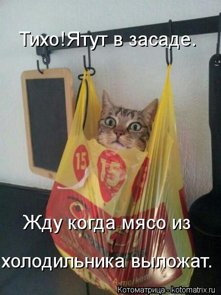 Тихо!Ятут в засаде. Жду когда мясо из холодильника выложат.... Котоматрица: Тихо!Ятут в засаде. Жду когда мясо из холодильника выложат.