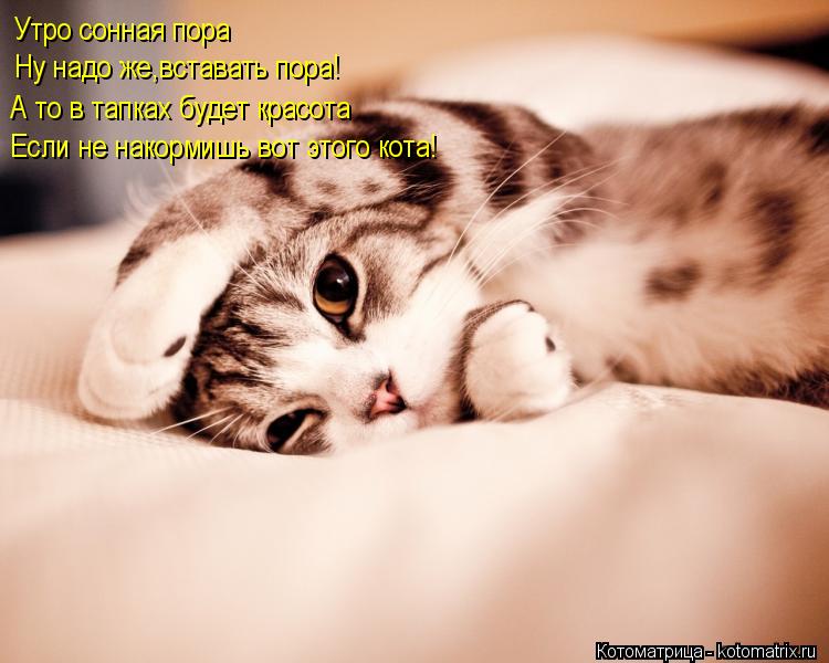 Котоматрица: Утро сонная пора Ну надо же,вставать пора! А то в тапках будет красота Если не накормишь вот этого кота!