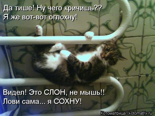 Да тише! Ну чего кричишь?? Я же вот-вот оглохну! Видел! Это СЛОН, не мышь!! Лови сама... я СОХНУ!... Котоматрица: Да тише! Ну чего кричишь?? Я же вот-вот оглохну! Видел! Это СЛОН, не мышь!! Лови сама... я СОХНУ!