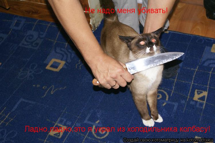 Не надо меня убивать! Ладно,ладно,это я украл из холодильника колбасу!... Котоматрица: Не надо меня убивать! Ладно,ладно,это я украл из холодильника колбасу!