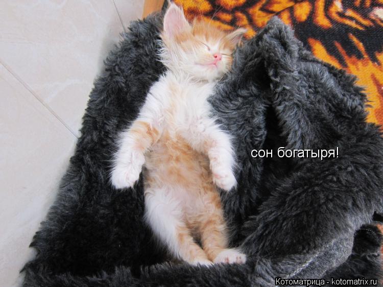 сон богатыря!... Котоматрица: сон богатыря!