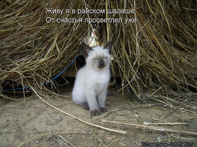 Живу я в райском шалаше, От счастья просветлел уже... Котоматрица: Живу я в райском шалаше, От счастья просветлел уже