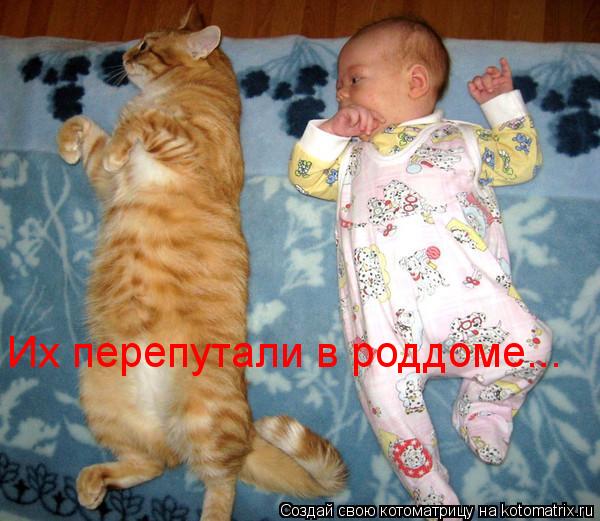Их перепутали в роддоме...... Котоматрица: Их перепутали в роддоме...