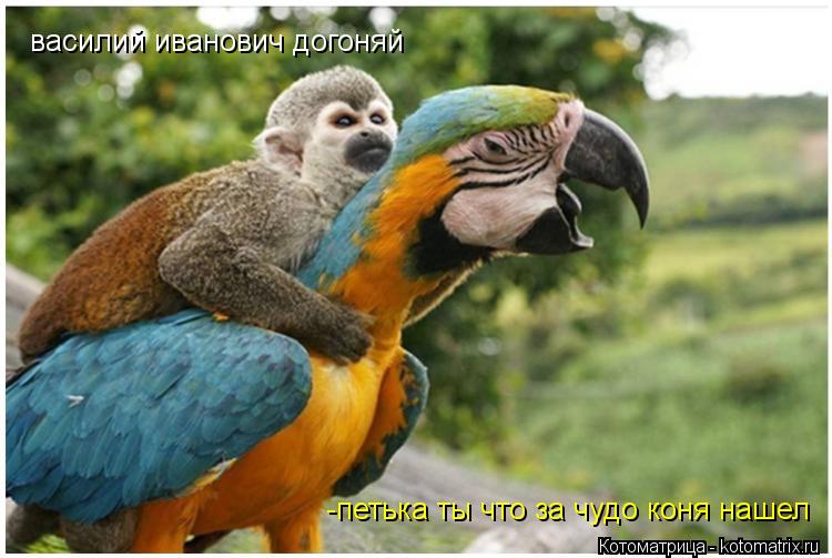 василий иванович догоняй -петька ты что за чудо коня нашел... Котоматрица: василий иванович догоняй -петька ты что за чудо коня нашел