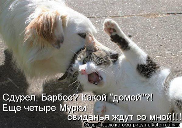 Котоматрица: Сдурел, Барбос? Какой "домой"?! Еще четыре Мурки свиданья ждут со мной!!!