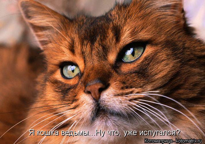 Я кошка ведьмы...Ну что, уже испугался?... Котоматрица: Я кошка ведьмы...Ну что, уже испугался?