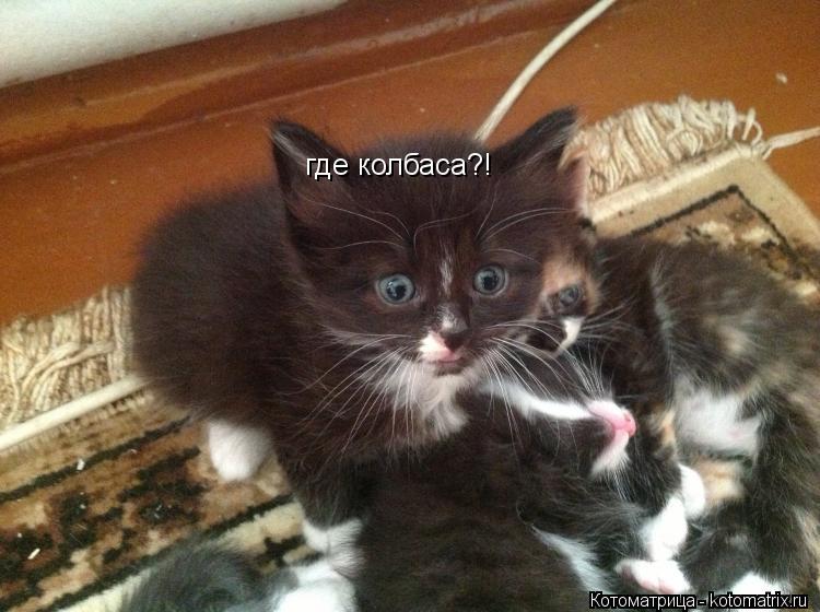 где колбаса?!... Котоматрица: где колбаса?!