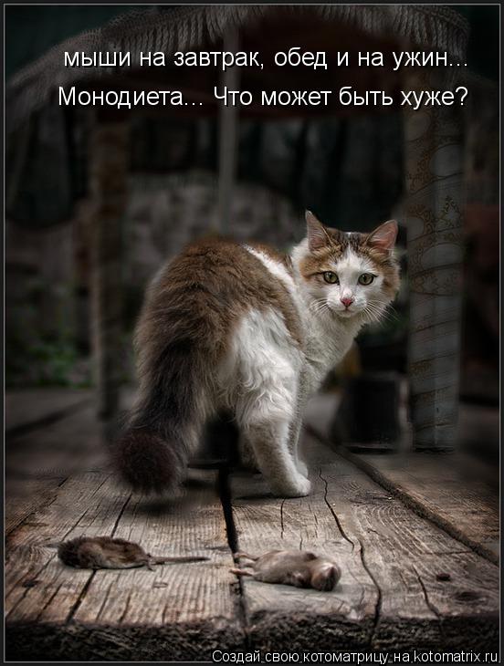 мыши на завтрак, обед и на ужин... Монодиета... Что может быть хуже?... Котоматрица: мыши на завтрак, обед и на ужин... Монодиета... Что может быть хуже?