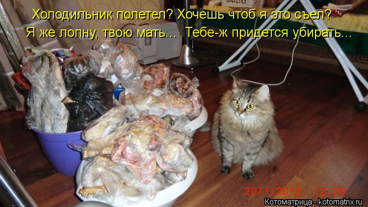 Холодильник полетел? Хочешь чтоб я это съел? Я же лопну, твою мать... Тебе-ж придется убирать...... Котоматрица: Холодильник полетел? Хочешь чтоб я это съел? Я же лопну, твою мать... Тебе-ж придется убирать...