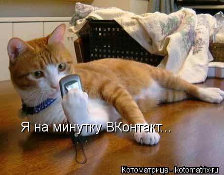 Я на минутку ВКонтакт...... Котоматрица: Я на минутку ВКонтакт...