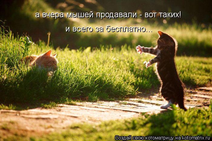 а вчера мышей продавали - вот таких! и всего за бесплатно...... Котоматрица: а вчера мышей продавали - вот таких! и всего за бесплатно...