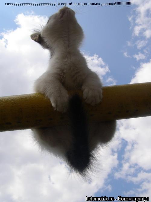 хауууууууууууууууууууууу! я серый волк,но только дневной!!!!!!!!!!!!!!!!!... Котоматрица: хауууууууууууууууууууууу! я серый волк,но только дневной!!!!!!!!!!!!!!!!!