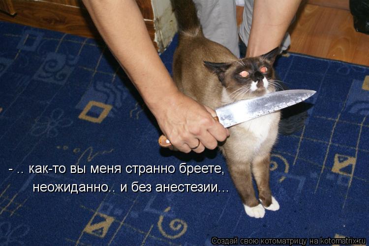 - .. как-то вы меня странно бреете, неожиданно.. и без анестезии...... Котоматрица: - .. как-то вы меня странно бреете, неожиданно.. и без анестезии...