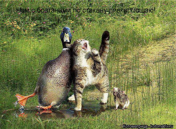 Нам с братанами по стакану пивка!Угощаю!... Котоматрица: Нам с братанами по стакану пивка!Угощаю!