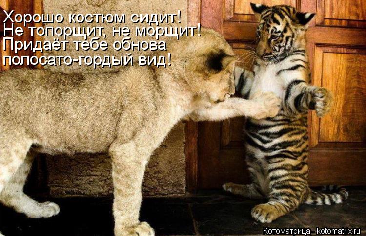Не топорщит, не морщит! Хорошо костюм сидит! Придаёт тебе обнова полосато-гордый вид!... Котоматрица: Не топорщит, не морщит! Хорошо костюм сидит! Придаёт тебе обнова полосато-гордый вид!