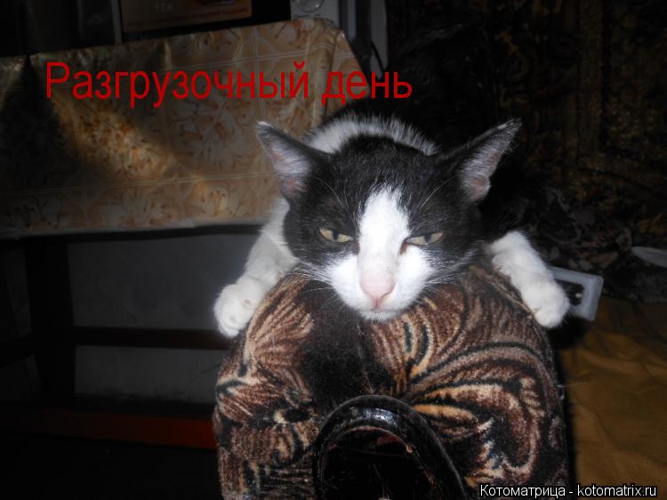 Разгрузочный день... Котоматрица: Разгрузочный день