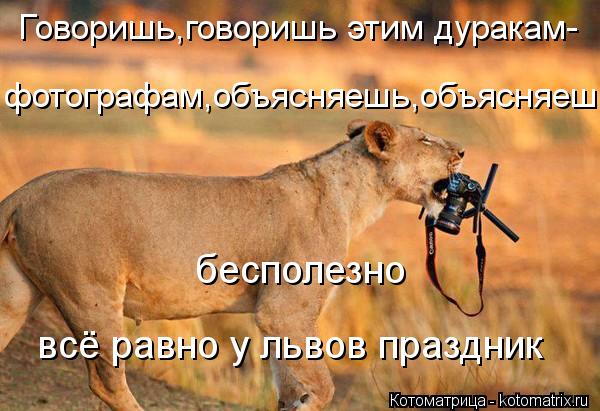 Говоришь,говоришь этим дуракам- фотографам,объясняешь,объясняешь бесполезно всё равно у львов праздни... Котоматрица: Говоришь,говоришь этим дуракам- фотографам,объясняешь,объясняешь бесполезно всё равно у львов праздник
