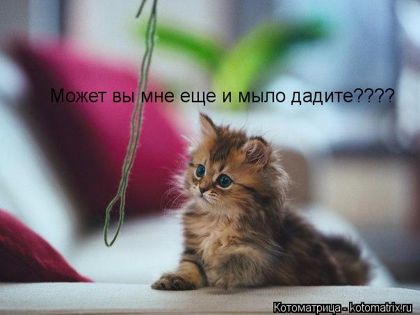 Может вы мне еще и мыло дадите????... Котоматрица: Может вы мне еще и мыло дадите????