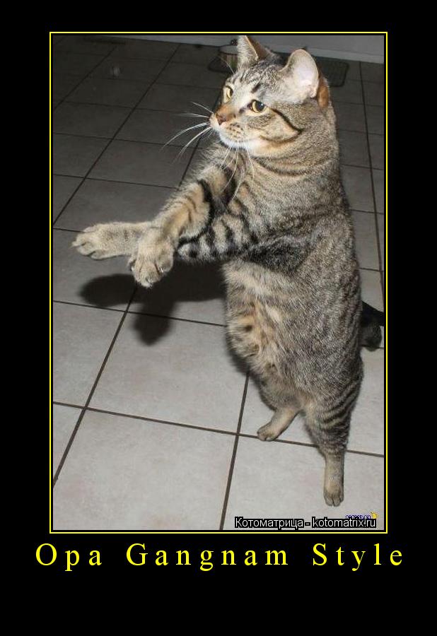 Котоматрица: Opa Gangnam Style 
