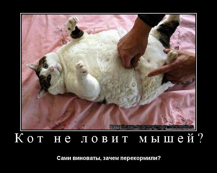 Кот не ловит мышей? Сами виноваты, зачем перекормили?... Котоматрица: Кот не ловит мышей? Сами виноваты, зачем перекормили?