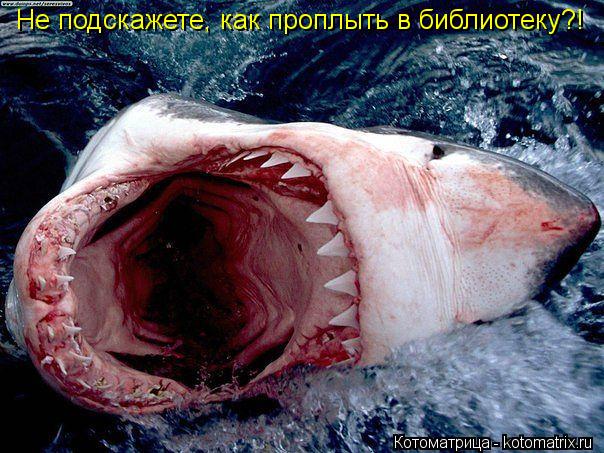 Не подскажете, как проплыть в библиотеку?!... Котоматрица: Не подскажете, как проплыть в библиотеку?!