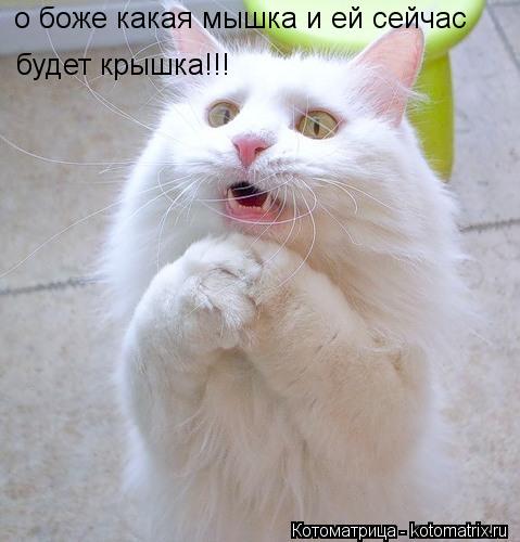 будет крышка!!! о боже какая мышка и ей сейчас... Котоматрица: будет крышка!!! о боже какая мышка и ей сейчас