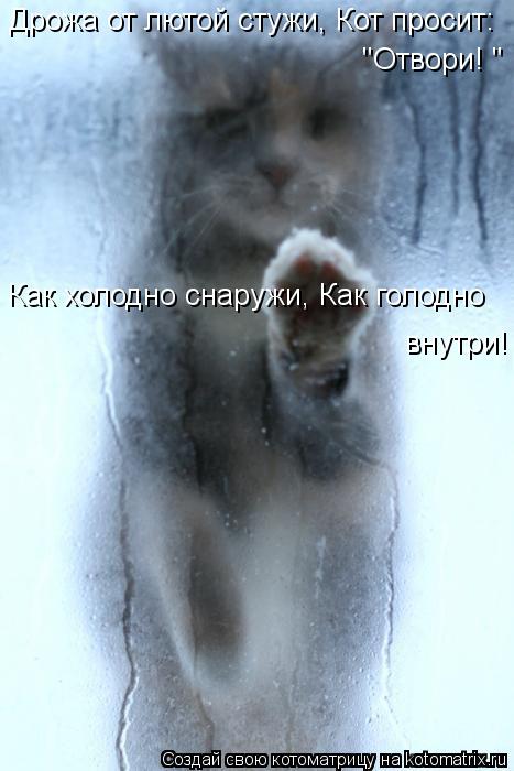 Дрожа от лютой стужи, Кот просит: "Отвори! " Как холодно снаружи, Как голодно внутри!... Котоматрица: Дрожа от лютой стужи, Кот просит: "Отвори! " Как холодно снаружи, Как голодно внутри!