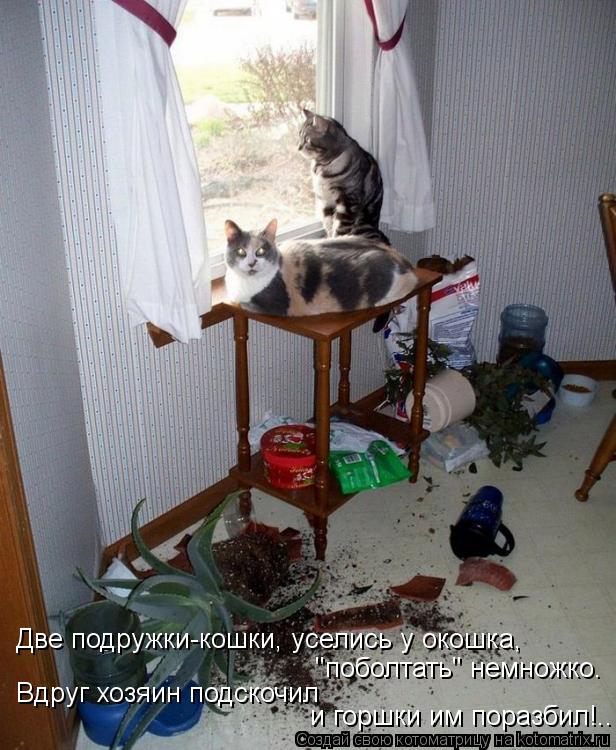 Котоматрица: "поболтать" немножко. Вдруг хозяин подскочил   и горшки им поразбил!.. Две подружки-кошки, уселись у окошка,