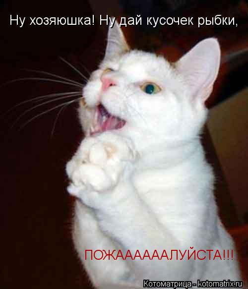 Ну хозяюшка! Ну дай кусочек рыбки, ПОЖААААААЛУЙСТА!!!... Котоматрица: Ну хозяюшка! Ну дай кусочек рыбки, ПОЖААААААЛУЙСТА!!!