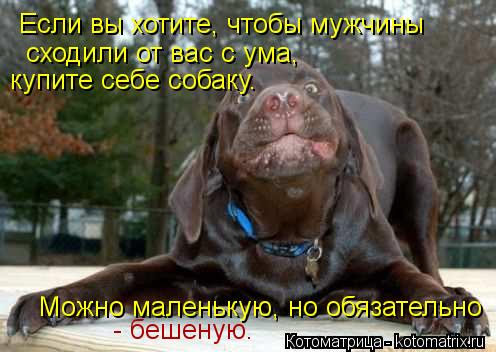 Если вы хотите, чтобы мужчины сходили от вас с ума, купите себе собаку. Можно маленькую, но обяза... Котоматрица: Если вы хотите, чтобы мужчины сходили от вас с ума, купите себе собаку. Можно маленькую, но обязательно - бешеную.