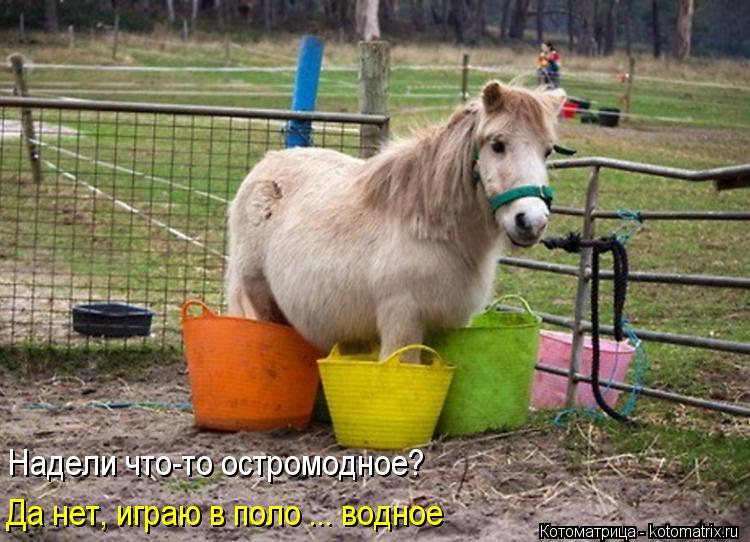 Надели что-то остромодное? Да нет, играю в поло ... водное... Котоматрица: Надели что-то остромодное? Да нет, играю в поло ... водное