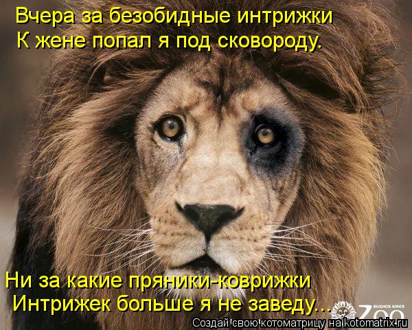 Котоматрица: Вчера за безобидные интрижки К жене попал я под сковороду. Ни за какие пряники-коврижки  Интрижек больше я не заведу...