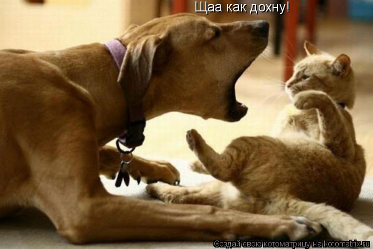 Щаа как дохну!... Котоматрица: Щаа как дохну!