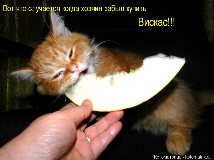 Вот что случается,когда хозяин забыл купить Вискас!!!... Котоматрица: Вот что случается,когда хозяин забыл купить Вискас!!!