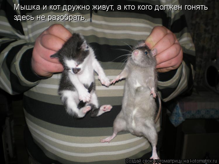 Мышка и кот дружно живут, а кто кого должен гонять здесь не разобрать.... Котоматрица: Мышка и кот дружно живут, а кто кого должен гонять здесь не разобрать.